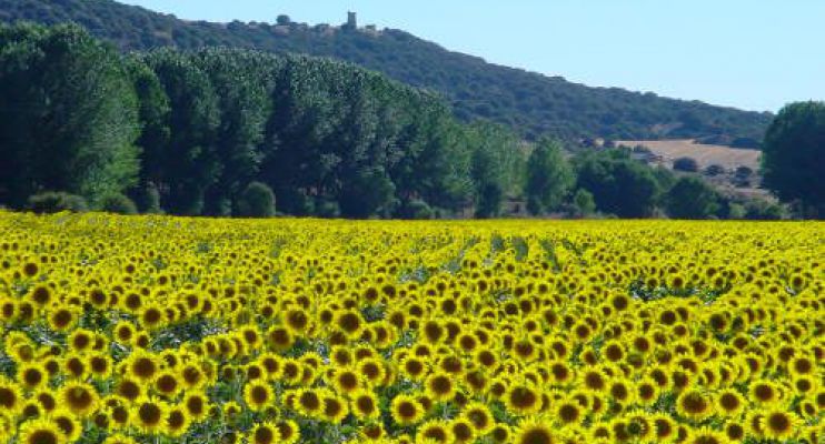 Arturo Navarro - Manejo, el secreto del girasol en el sur de Buenos Aires.