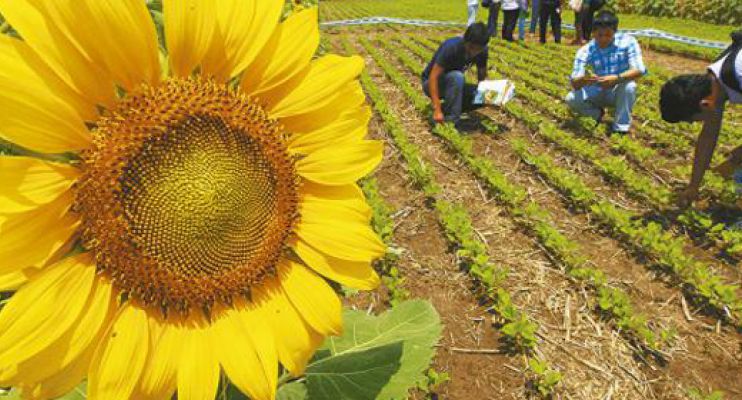 Arturo Navarro - Girasol: Avanza La Siembra En El Nea Y Centro-Norte De Santa  Fe.