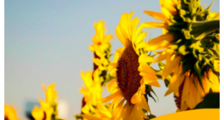 Arturo Navarro - Girasol: Aunque Siguen Siendo Buenos Los Precios Esperados  Para Todos Los Aceites Vegetales, Declinan Los Valores En Las Posiciones  Cortas.