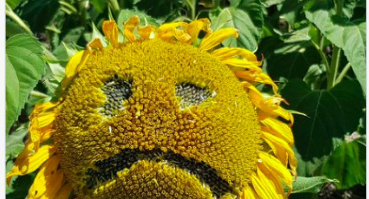 Arturo Navarro - ACEITE DE GIRASOL: CAÍDA EN LOS PRECIOS INTERNACIONALES.